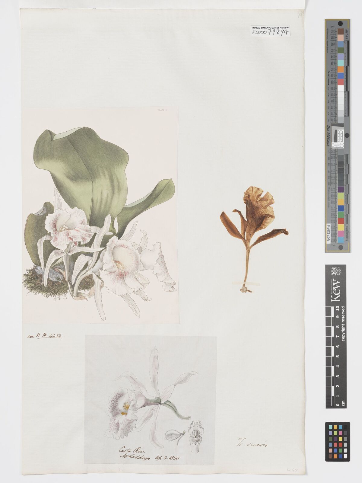 Kew Gardens K000079894:  Loddiges [s.n.] Costa Rica