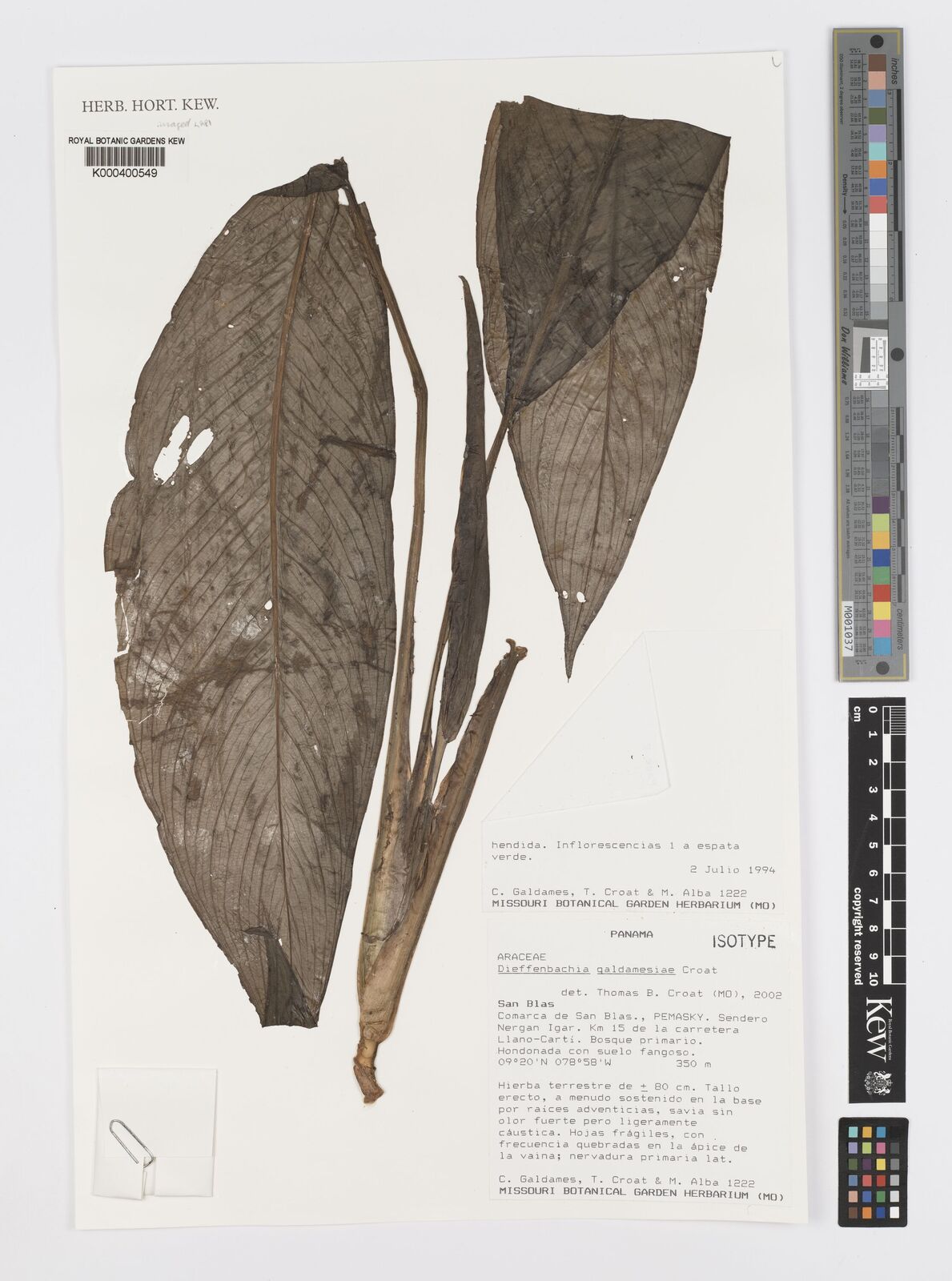 Kew Gardens K000400549:  Galdames, C.,, Croat, T., Alba, M. [1222] Panama
