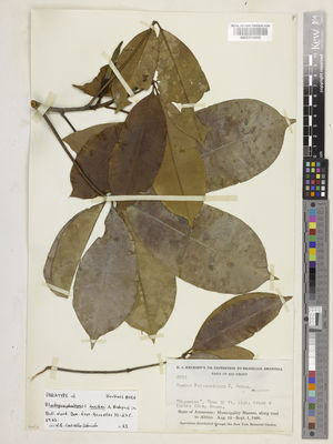 Kew Gardens K000913928:  Krukoff, B.A. [8016] Brazil