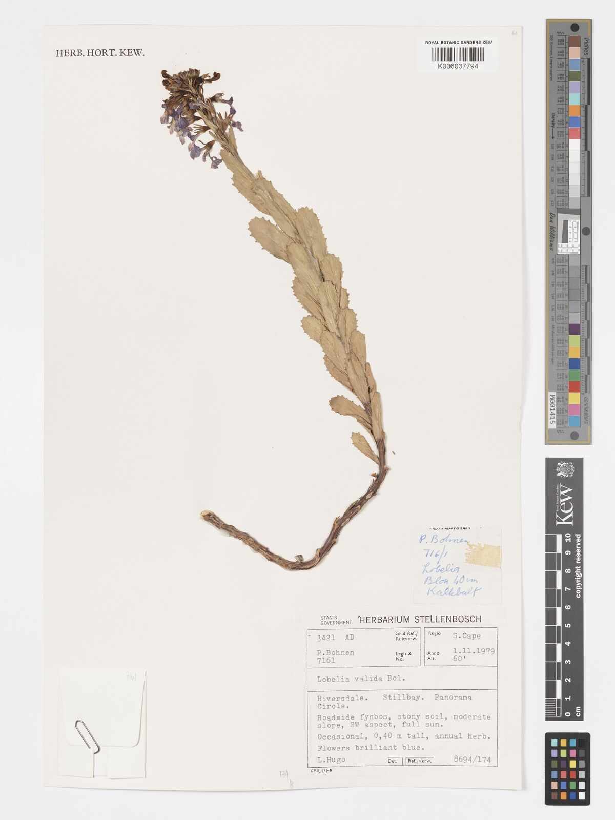 Lobelia valida