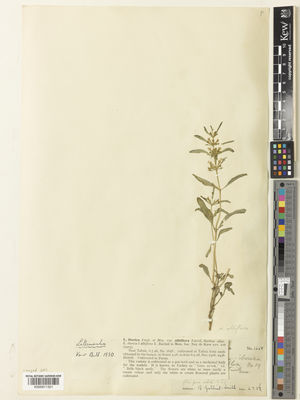 Kew Gardens K000911321:  Gilliat-Smith, B. [1658] Iran