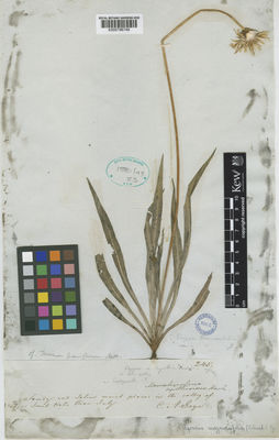 Kew Gardens K000796748:  Geyer, C.A. [245]