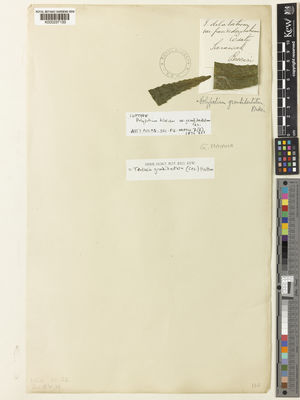 Kew Gardens K000237133:  Beccari, O. [s.n.] Malaysia