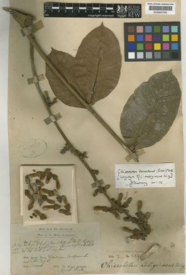 Kew Gardens K000657080:  King (Dr.)'s Collector [3946] Malaysia