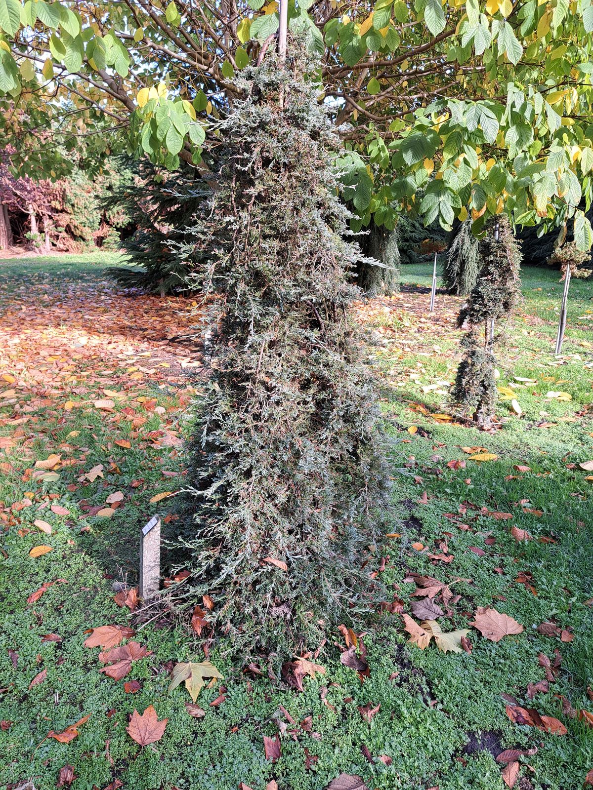 juniperus horizontalis leaf