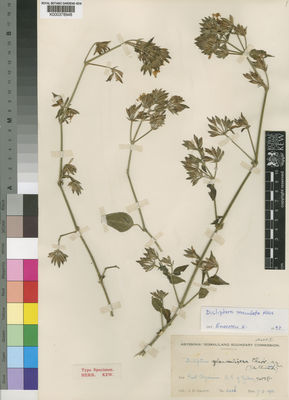 Kew Gardens K000378948:  Gillett, J.B. [5407] Ethiopia