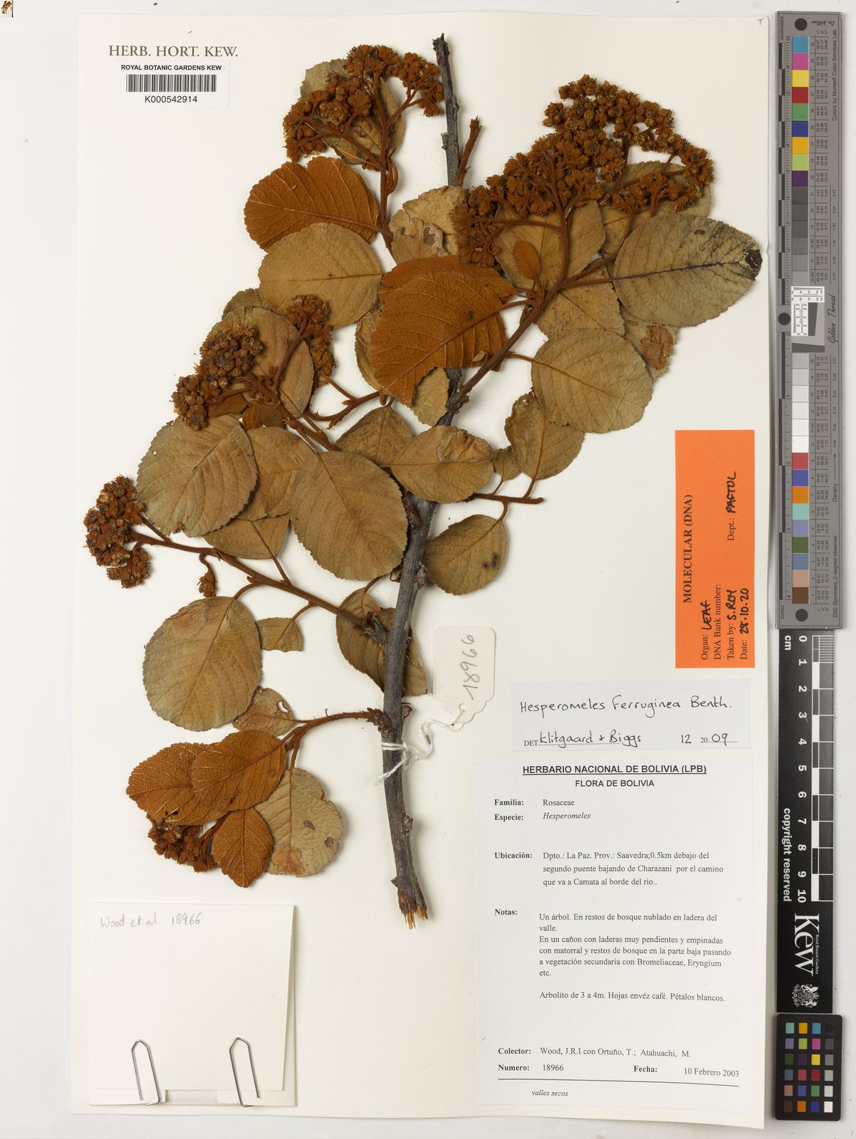 Hesperomeles ferruginea (Juss. ex Pers.) Benth. | Plants of the World ...