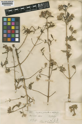 Kew Gardens K000486586:  s.coll. [748] Argentina