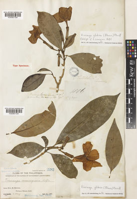 Kew Gardens K000857344:  Cuming, H. [1806] Philippines