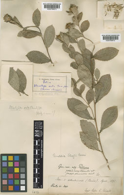 Kew Gardens K000768873:  Komarov, V. [s.n.]