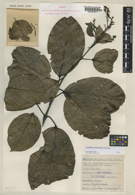 Kew Gardens K000784348:  Lae [NGF2922] Papua New Guinea