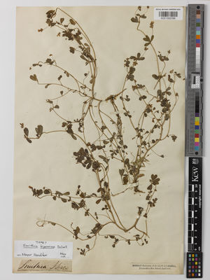 Kew Gardens K001392096:  Dalzell [s.n.] India