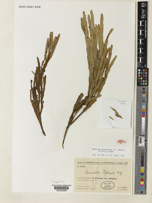 Kew Gardens K000262864:  Humbert, H.; Swingle, C.F. [4994] Madagascar