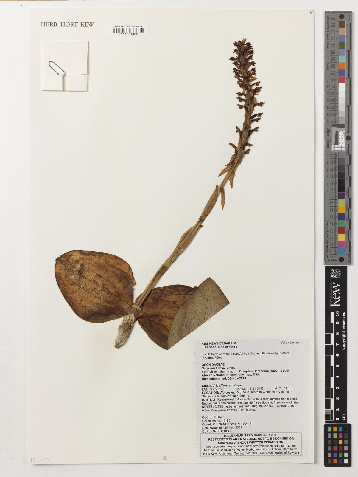 Satyrium humile