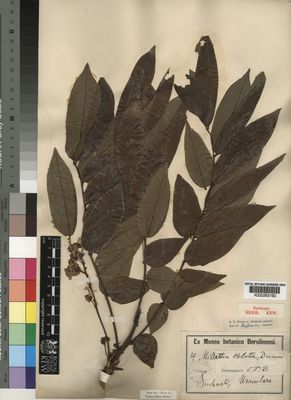 Kew Gardens K000263160:  unknown [s.n.] Tanzania