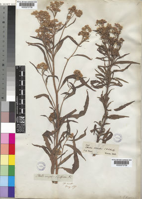 Kew Gardens K000272738:  Drege [s.n.] South Africa