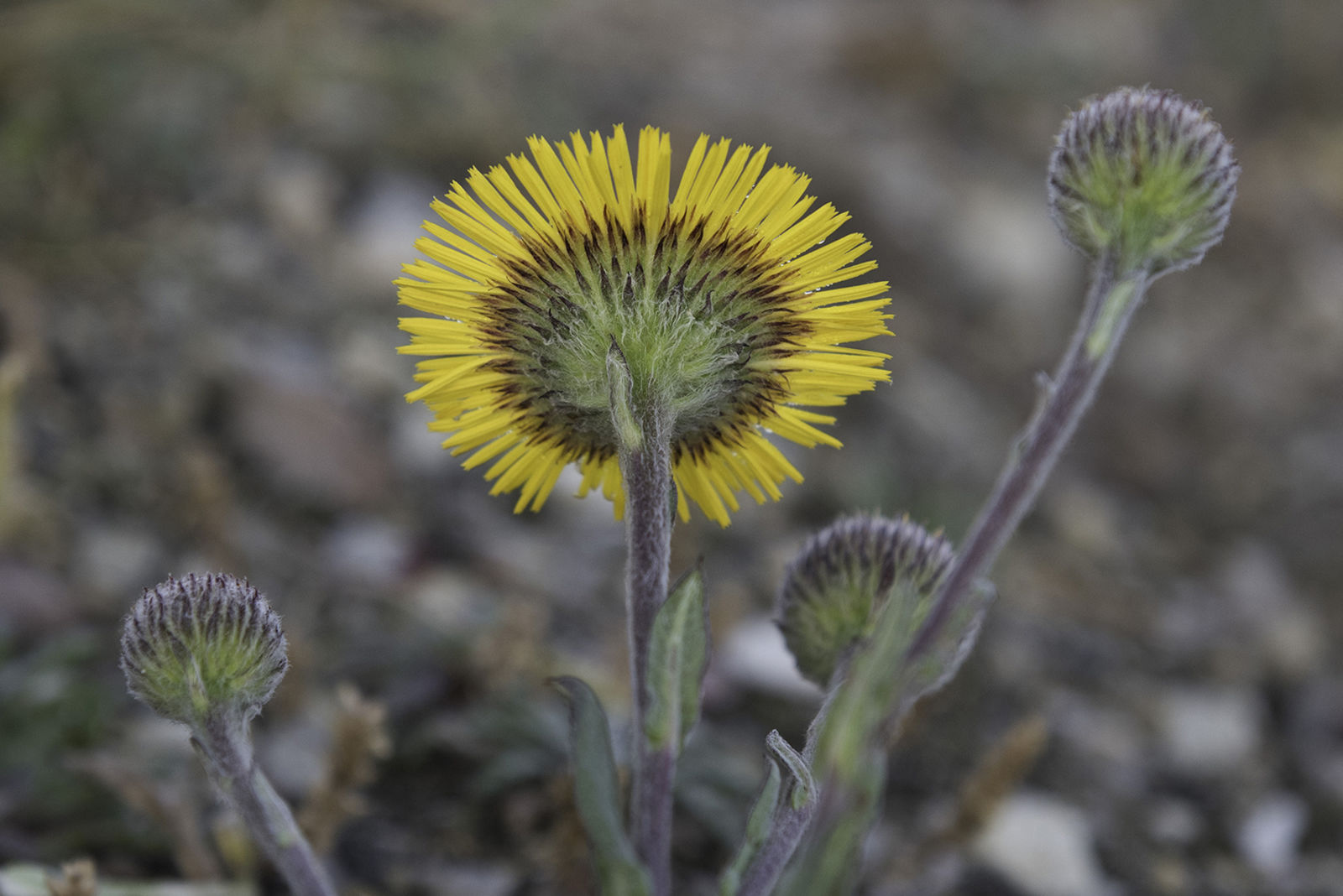 © copyright of the Board of Trustees of the Royal Botanic Gardens, Kew.