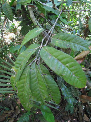 Protium tenuifolium (Engl.) Engl. | Plants of the World Online | Kew ...