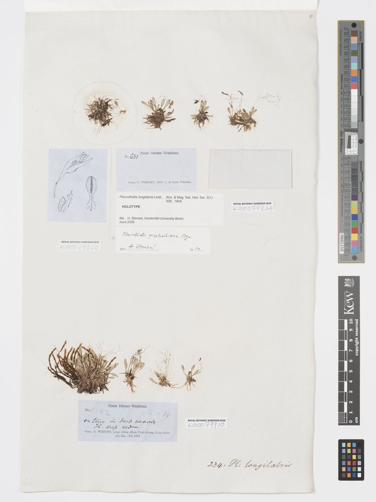 Kew Gardens K000079910:  Wright, C. [1502] Cuba