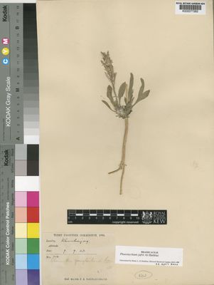 Kew Gardens K000077282:  Younghusband, F.E. [314]