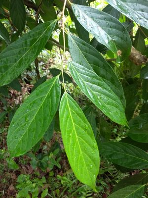 Hydnocarpus Gaertn. | Plants of the World Online | Kew Science