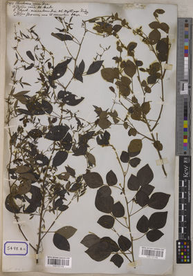 Kew Gardens K001121154:  s.coll. [Cat. no. 5498]