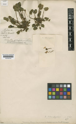 Kew Gardens K000528165:  Pearce, R. [s.n.] Peru