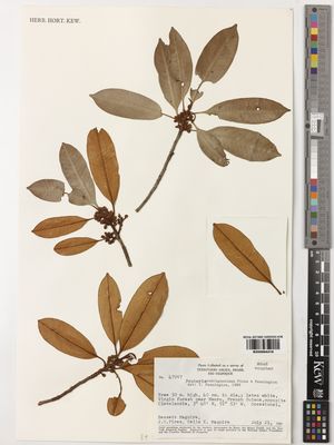 Kew Gardens K000994418:  Maguire, B.; Pires, J.M.; Maguire, C.K. [47097] French Guiana