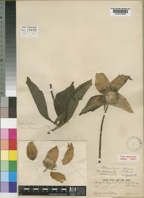 Kew Gardens K000075943:  Wellman, F.C. [1792 or s.n. with species number] Angola