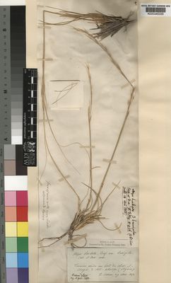 Kew Gardens K000345335:  Cosson, E. [s.n.] Algeria