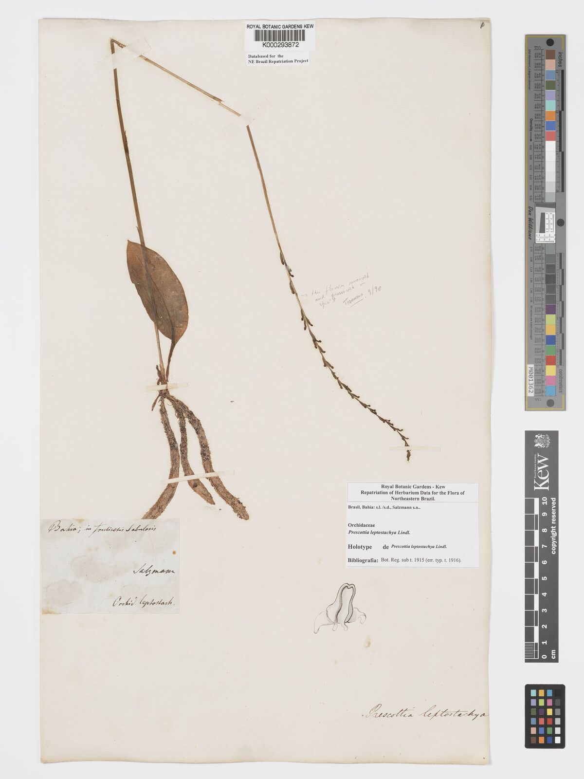Kew Gardens K000293872:  Salzmann [s.n.] Brazil