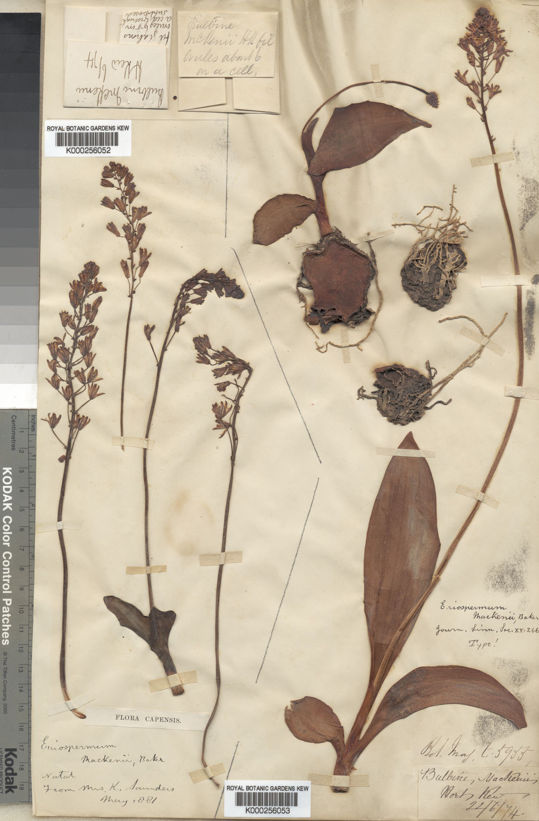 Eriospermum mackenii (Hook.f.) Baker | Plants of the World Online