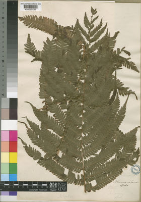 Kew Gardens K000351088:  Speke [s.n.] Madagascar