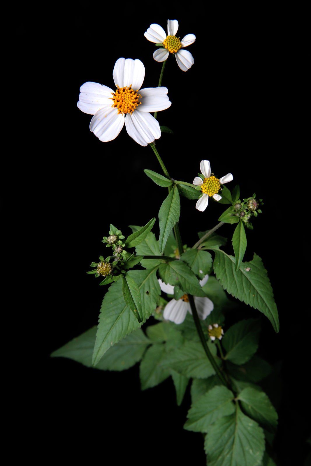 Bidens alba (L.) DC. | Plants Online | Science