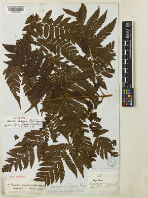 Kew Gardens K000912465:  s.coll. [36] Japan