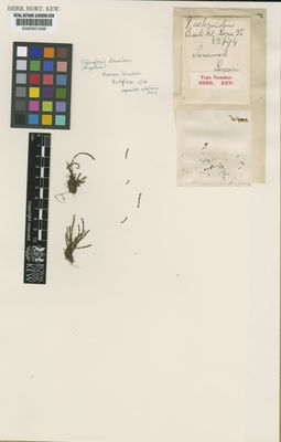 Kew Gardens K000501095:  Beccari, O. [s.n.] Malaysia