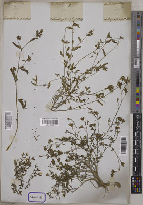 Kew Gardens K001121653:  s.coll. [Cat. no. 5668] India