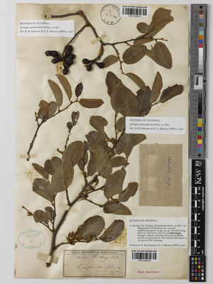 Kew Gardens K001208615:  Welwitsch, F. [757] Angola