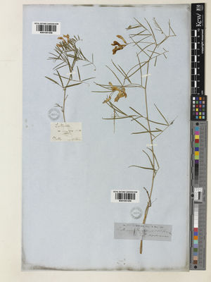 Kew Gardens K001051458:  s.coll. [s.n.] United States