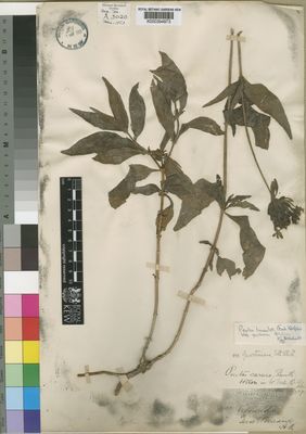 Kew Gardens K000394973:  Schimper [s.n.] Ethiopia