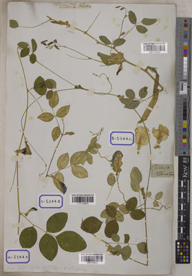 Kew Gardens K001120621:  s.coll. [Cat. no. 5344]