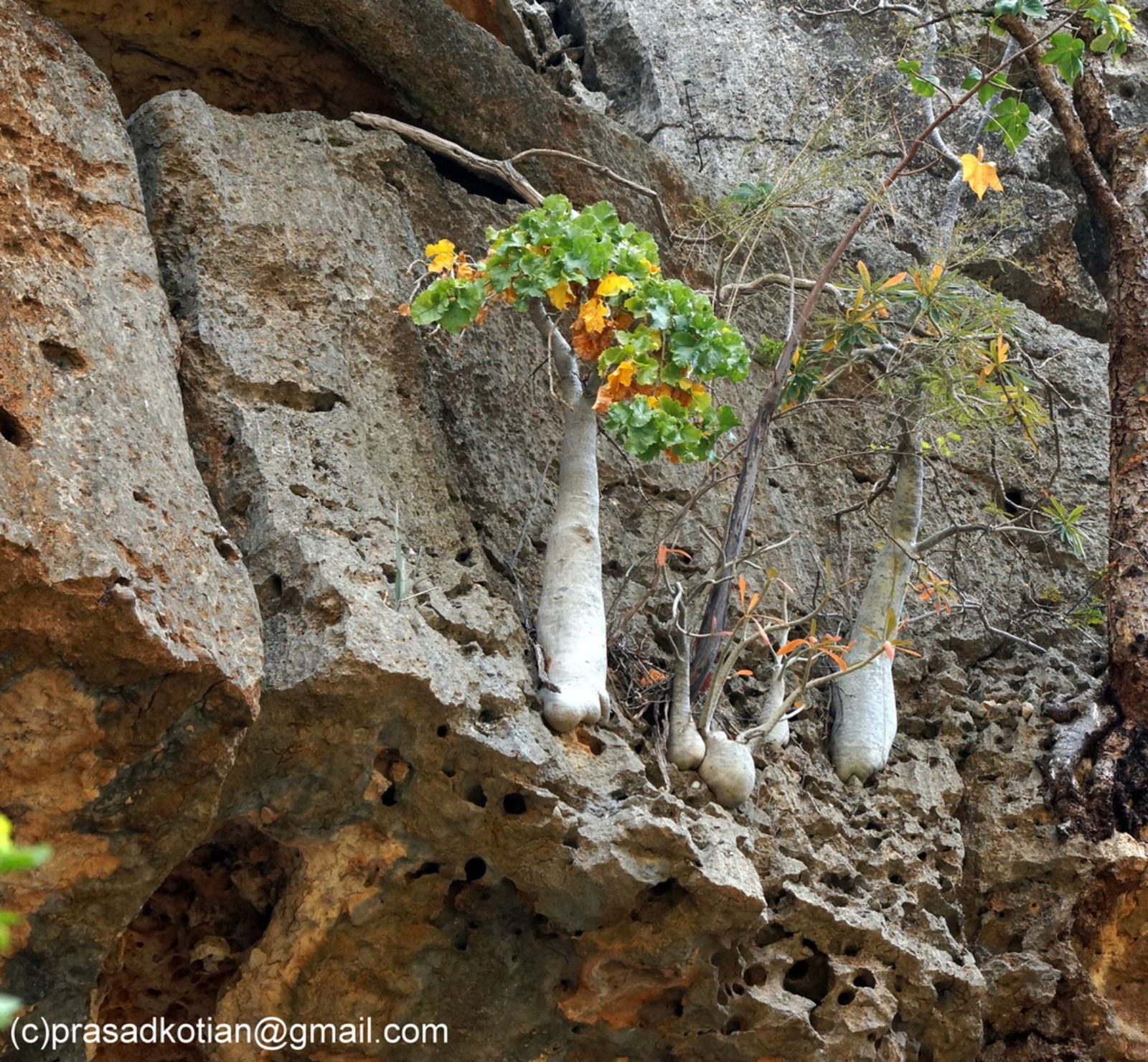 Dendrosicyos socotranus Balf.f. | Plants of the World Online | Kew Science