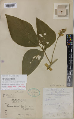 Kew Gardens K000797408:  Collett, C.B. [645] Burma