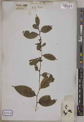 Kew Gardens K001123991:  s.coll. [Cat. no. 6475]