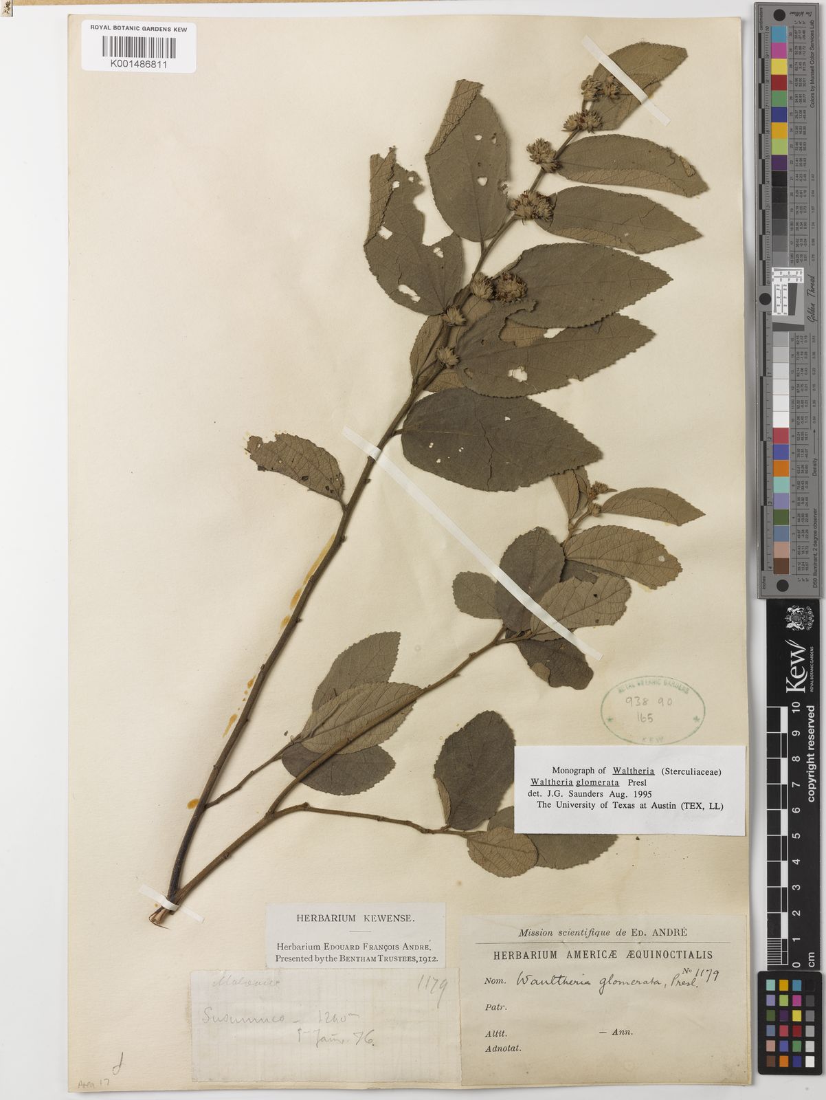 Waltheria glomerata C.Presl | Plants of the World Online | Kew Science