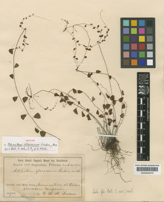 Kew Gardens K000633075:  Lindman, C.A.M. [2559] Brazil