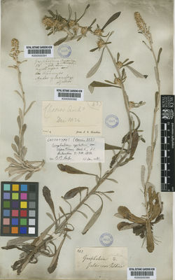 Kew Gardens K000500390:  s.coll. [643] Chile