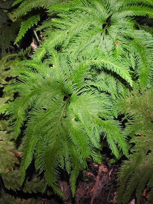 Selaginella umbrosa Lem. ex Hieron. | Plants of the World Online | Kew ...