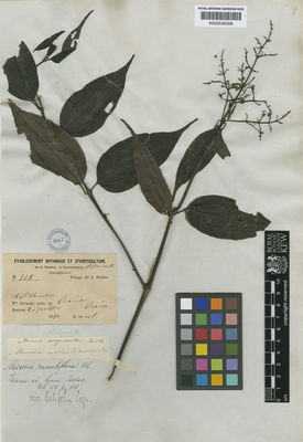 Kew Gardens K000536306:  Schlim, L. [215] Colombia