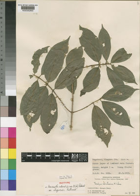 Kew Gardens K000352800:  Drummond, R.B.; Hemsley, J.H. [1694] Tanzania